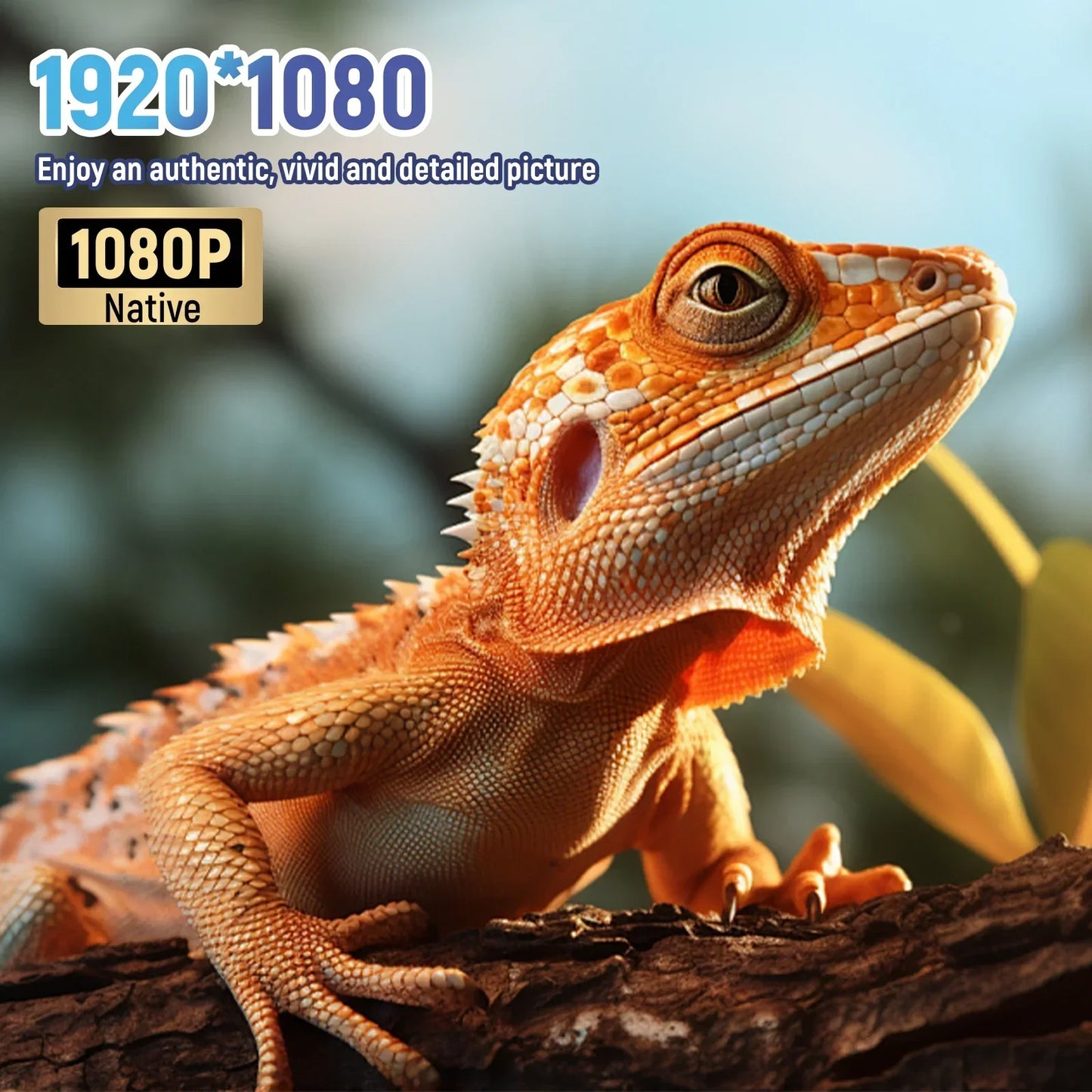 High-Quality Images